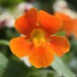 Preview: Gauklerblume Mix (Samen)