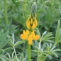 Preview: Gelbe Süßlupine (Samen)