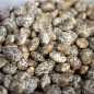 Preview: Gelbe Süßlupine (Samen)