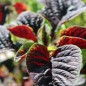 Preview: Gemüseamaranth Red Beauty (Samen)