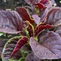 Preview: Gemüseamaranth Red Beauty (Samen)