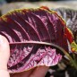Preview: Gemüseamaranth Red Beauty (Samen)