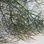 Preview: Gewürzfenchel bronze (Samen)