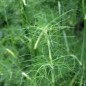 Preview: Gewürzfenchel grün (Samen)