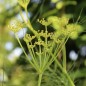 Preview: Gewürzfenchel grün (Samen)
