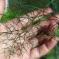 Preview: Gewürzfenchel grün (Samen)