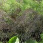 Preview: Gewürzfenchel süß