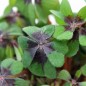 Preview: Glückskleerübchen Iron Cross (Samen)