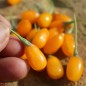 Preview: Goji Golden Honey (Pflanze)