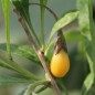 Preview: Goji Golden Honey (Pflanze)