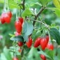 Preview: Goji Korean Big (Pflanze)