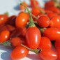 Preview: Goji Korean Big (Pflanze)