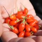 Preview: Goji Korean Big (Pflanze)