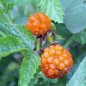 Preview: Goldbeere (Pflanze)