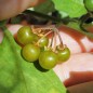 Preview: Greenberry (Samen)