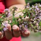 Preview: Griechischer Oregano (Samen)