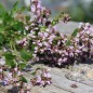 Preview: Griechischer Oregano (Samen)