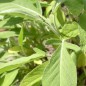 Preview: Griechischer Salbei (Pflanze)