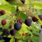 Preview: Großfrüchtige Felsenbirne Edelweiß