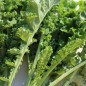 Preview: Palmkohl Lerchenzungen (Samen)