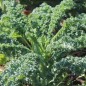 Preview: Palmkohl Lerchenzungen (Samen)