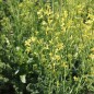 Preview: Palmkohl Lerchenzungen (Samen)