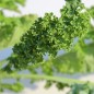 Preview: Palmkohl Lerchenzungen (Samen)