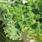 Preview: Palmkohl Lerchenzungen (Samen)