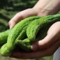 Preview: Gurke Ameliore de Bourbonne (Samen)