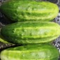 Preview: Gurke Arkansas Little Leaf (Samen)