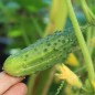 Preview: Gurke Arkansas Little Leaf (Samen)
