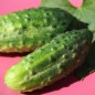Preview: Gurke Arkansas Little Leaf (Samen)