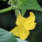 Preview: Gurke Boston Pickling  (Samen)