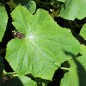 Preview: Gurke Iwa (Samen)
