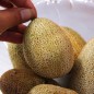 Preview: Gurke Little Potato (Samen)