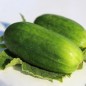 Preview: Gurke Mezzo Lungo di Polignano (Samen)