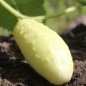 Preview: Gurke Redlands Long White (Samen)