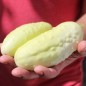 Preview: Gurke Redlands Long White (Samen)
