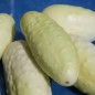 Preview: Gurke Redlands Long White (Samen)
