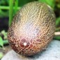 Preview: Gurke Sikkim (Samen)