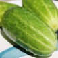 Preview: Gurke White Emerald (Samen)