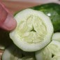 Preview: Gurke White Emerald (Samen)