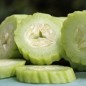 Preview: Gurkenmelone Armenian (Samen)