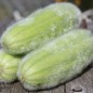 Preview: Gurkenmelone Carosello Mezzo Lungo di Polignano (Samen)