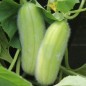 Preview: Gurkenmelone Carosello Mezzo Lungo di Polignano (Samen)