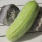 Preview: Gurkenmelone Carosello Mezzo Lungo di Polignano (Samen)