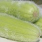 Preview: Gurkenmelone Carosello Mezzo Lungo di Polignano (Samen)
