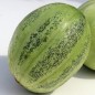 Preview: Gurkenmelone Tondo di Manduria (Samen)