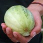 Preview: Gurkenmelone Tondo di Manduria (Samen)