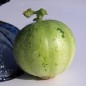 Preview: Gurkenmelone Tondo di Manduria (Samen)